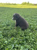 Rosie, a female Australian Shepherd for sale in Boonville, MO – 9 of 9