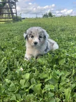 Junior , a male Australian Shepherd for sale in Boonville, MO – 2 of 3