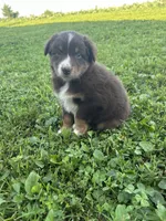 Rosie, a female Australian Shepherd for sale in Boonville, MO – 6 of 9