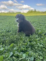 Rosie, a female Australian Shepherd for sale in Boonville, MO – 7 of 9