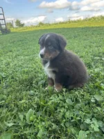 Rosie, a female Australian Shepherd for sale in Boonville, MO – 4 of 9