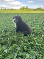 Rosie, a female Australian Shepherd for sale in Boonville, MO – 8 of 9