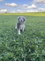Betsy, a female Australian Shepherd for sale in Boonville, MO – 4 of 5