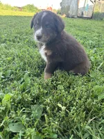Rosie, a female Australian Shepherd for sale in Boonville, MO – 2 of 9
