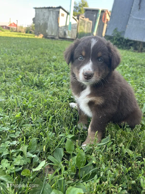 Rosie – Australian Shepherd puppy for sale in Boonville, MO