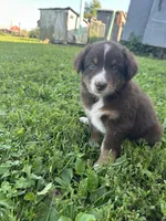 Rosie, a female Australian Shepherd for sale in Boonville, MO – 1 of 9