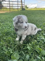 Betsy, a female Australian Shepherd for sale in Boonville, MO – 5 of 5