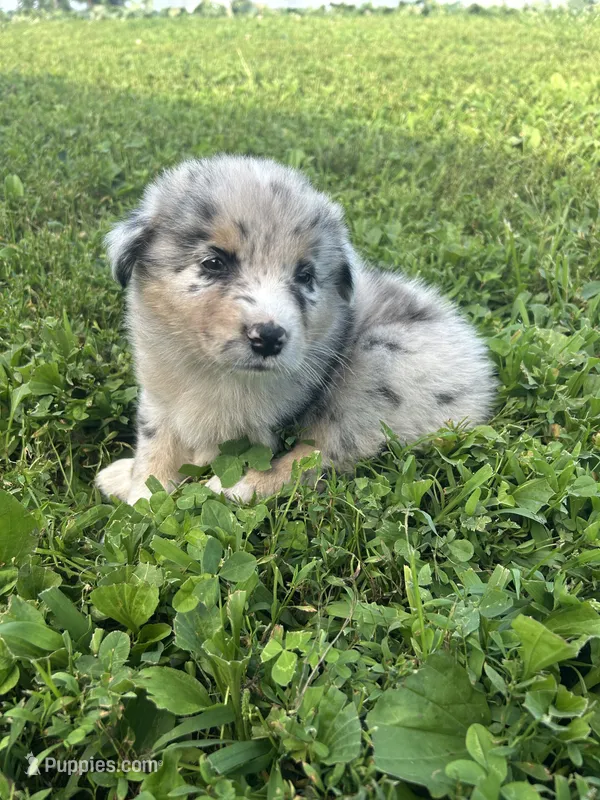 Junior  – Australian Shepherd puppy for sale in Boonville, MO