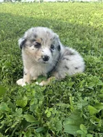 Junior , a male Australian Shepherd for sale in Boonville, MO – 1 of 3