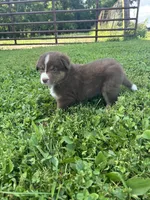 Twinkle, a female Australian Shepherd for sale in Boonville, MO – 2 of 3