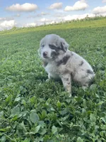 Betsy, a female Australian Shepherd for sale in Boonville, MO – 3 of 5