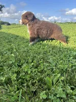 Hank, a male Australian Shepherd for sale in Boonville, MO – 3 of 5