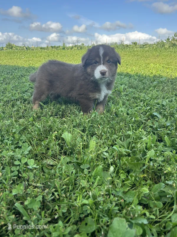 Twinkle – Australian Shepherd puppy for sale in Boonville, MO