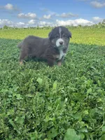 Twinkle, a female Australian Shepherd for sale in Boonville, MO – 1 of 3