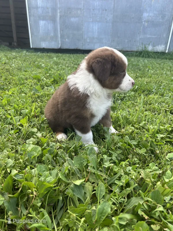 Hank – Australian Shepherd puppy for sale in Boonville, MO