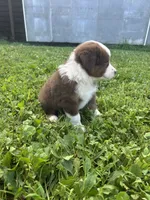 Hank, a male Australian Shepherd for sale in Boonville, MO – 1 of 5