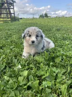 Junior , a male Australian Shepherd for sale in Boonville, MO – 3 of 3