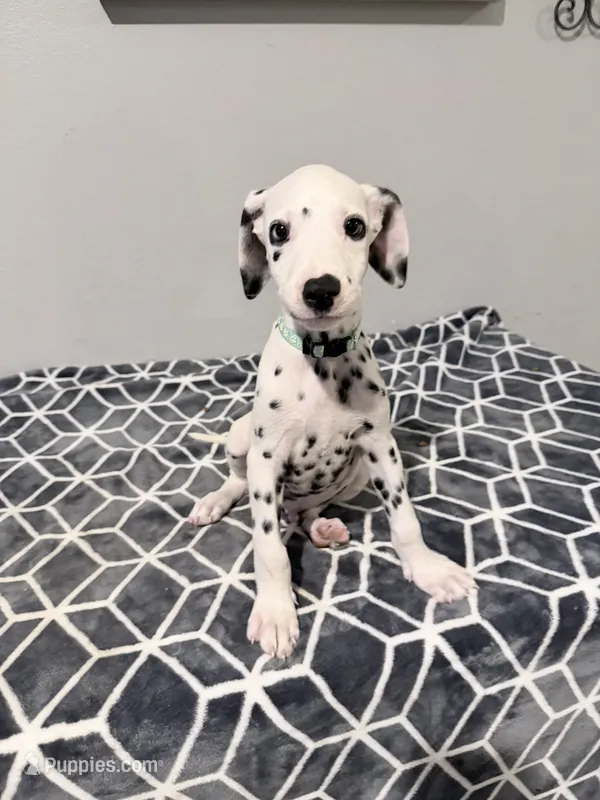 Rex – Dalmatian puppy for sale in Conroe, TX