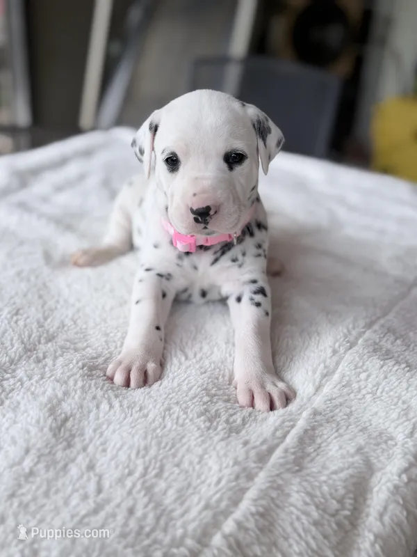 Blush – Dalmatian puppy for sale in Conroe, TX