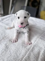 Blush, a female Dalmatian for sale in Conroe, TX – Photo 1 of 3