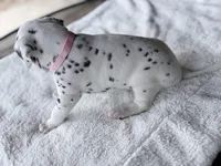 Blush, a female Dalmatian for sale in Conroe, TX – Photo 3 of 3