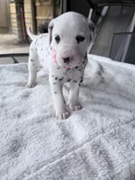 Blush, a female Dalmatian for sale in Conroe, TX – Photo 2 of 3