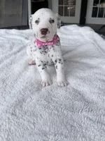 Hazel, a female Dalmatian for sale in Conroe, TX – Photo 1 of 4