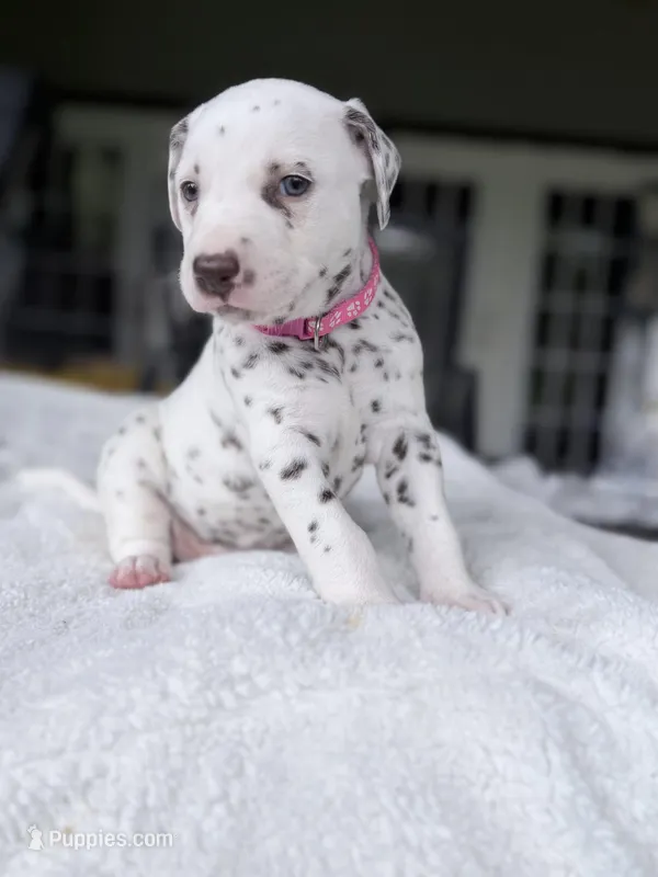 Hazel – Dalmatian puppy for sale in Conroe, TX