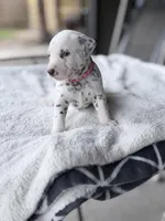 Hazel, a female Dalmatian for sale in Conroe, TX – Photo 2 of 4