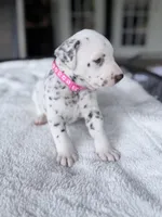 Hazel, a female Dalmatian for sale in Conroe, TX – Photo 4 of 4