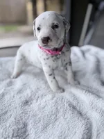 Hazel, a female Dalmatian for sale in Conroe, TX – Photo 3 of 4