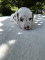 Shadow, a male Dalmatian for sale in Conroe, TX – 5 of 6