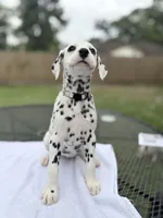 Sage, a female Dalmatian for sale in Conroe, TX – 5 of 5