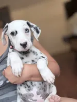 Arlo, a male Dalmatian for sale in Conroe, TX – 2 of 4