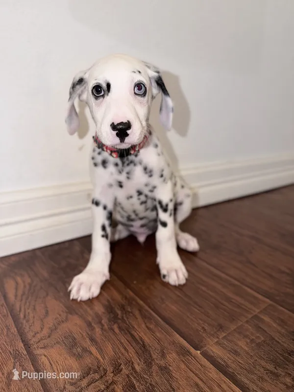 Arlo – Dalmatian puppy for sale in Conroe, TX