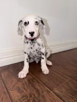 Arlo, a male Dalmatian for sale in Conroe, TX – 1 of 4