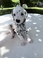 Rusty, a male Dalmatian for sale in Conroe, TX – 2 of 3