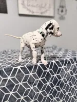 Rex, a male Dalmatian for sale in Conroe, TX – 4 of 5