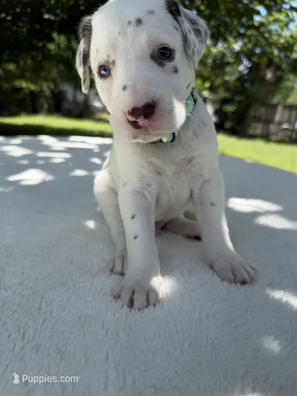 Rio – Dalmatian puppy for sale in Conroe, TX