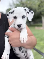 Sage, a female Dalmatian for sale in Conroe, TX – 3 of 5
