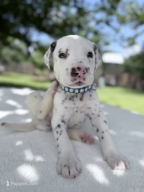 Finn – Dalmatian puppy for sale in Conroe, TX