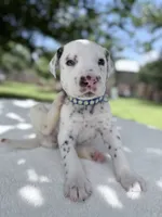 Finn, a male Dalmatian for sale in Conroe, TX – 1 of 4