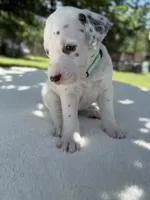 Rio, a male Dalmatian for sale in Conroe, TX – 2 of 3