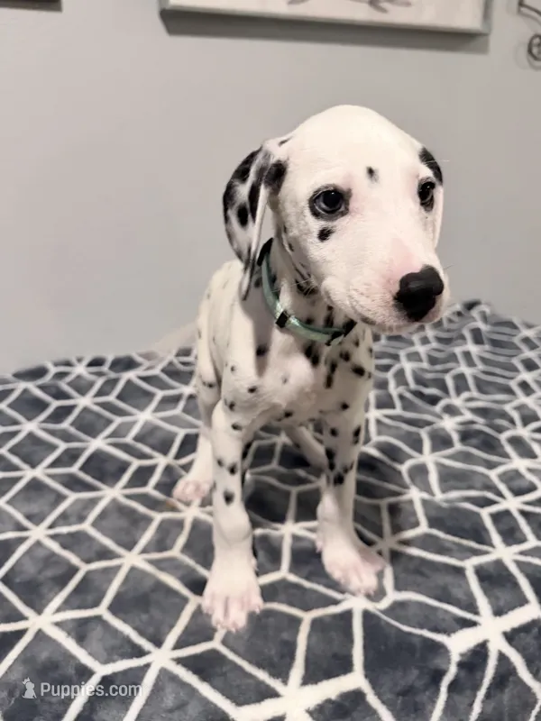 Rex, a male Dalmatian for sale in Conroe, TX – 1 of 5