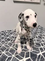 Rex, a male Dalmatian for sale in Conroe, TX – 1 of 5