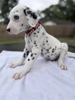 Red, a male Dalmatian for sale in Conroe, TX – 3 of 4