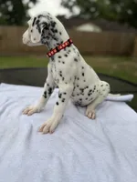 Red, a male Dalmatian for sale in Conroe, TX – 4 of 4