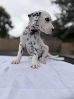 Red, a male Dalmatian for sale in Conroe, TX – 2 of 4