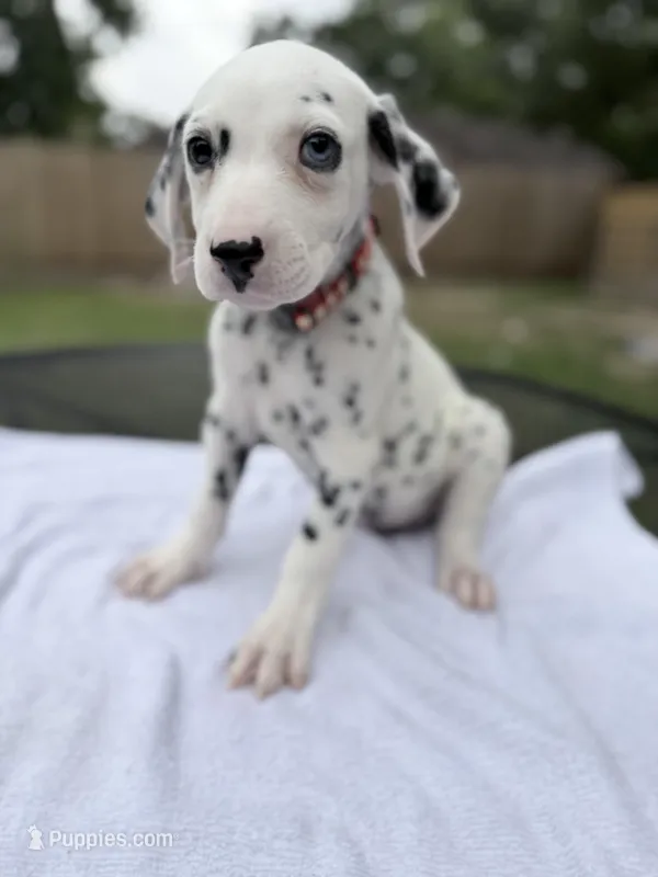 Red – Dalmatian puppy for sale in Conroe, TX