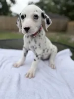Red, a male Dalmatian for sale in Conroe, TX – 1 of 4
